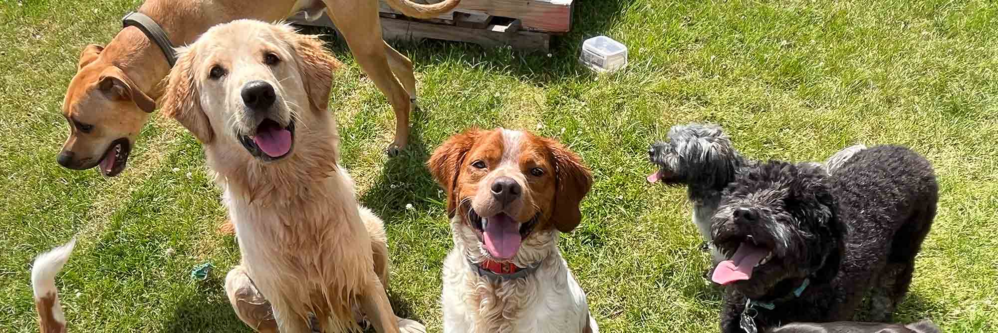 group of dogs sitting